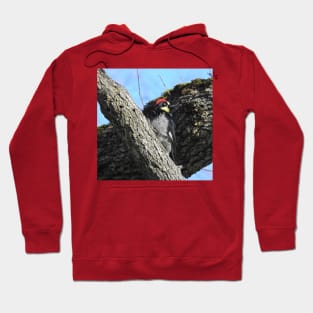 Wildlife gifts, acorn woodpecker, birds, nature Hoodie